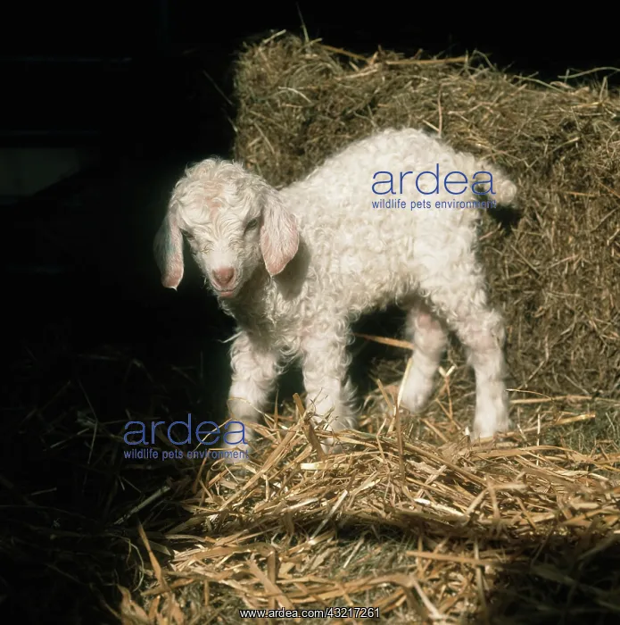 : Young Angora goat : Young Angora goat