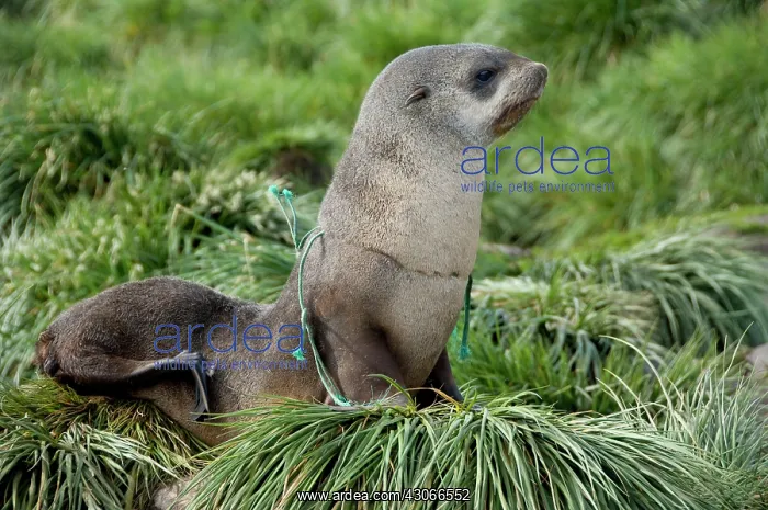 : Young Antarctic fur seal (Arctocephalus : Young Antarctic fur seal (Arctocephalus