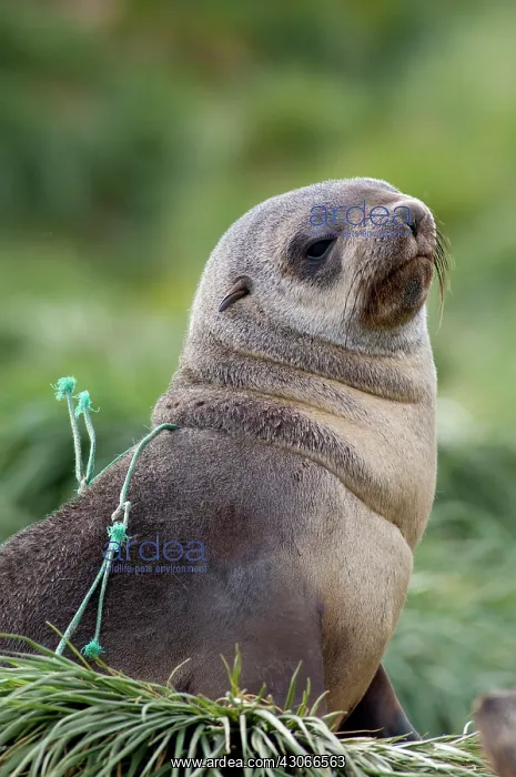 : Young Antarctic fur seal (Arctocephalus : Young Antarctic fur seal (Arctocephalus