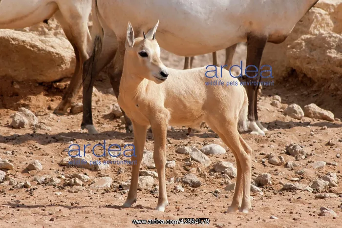 : Young Arabian Oryx : Young Arabian Oryx
