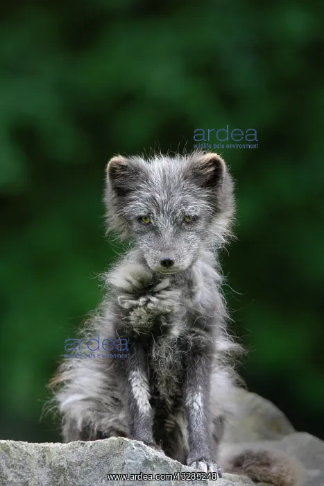 : Young Arctic Fox (Alopex lagopus), Bavarian Forest : Young Arctic Fox (Alopex lagopus), Bavarian Forest