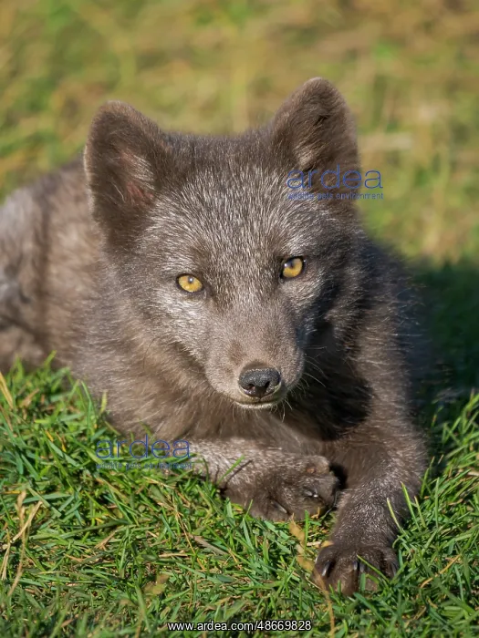 : Young Arctic fox, blue morph, in an enclosure for orphaned : Young Arctic fox, blue morph, in an enclosure for orphaned