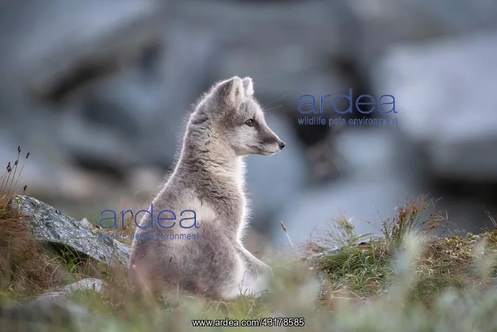 : Young arctic fox (Vulpes lagopus), Dovrefjell-Sunndalsfjella : Young arctic fox (Vulpes lagopus), Dovrefjell-Sunndalsfjella