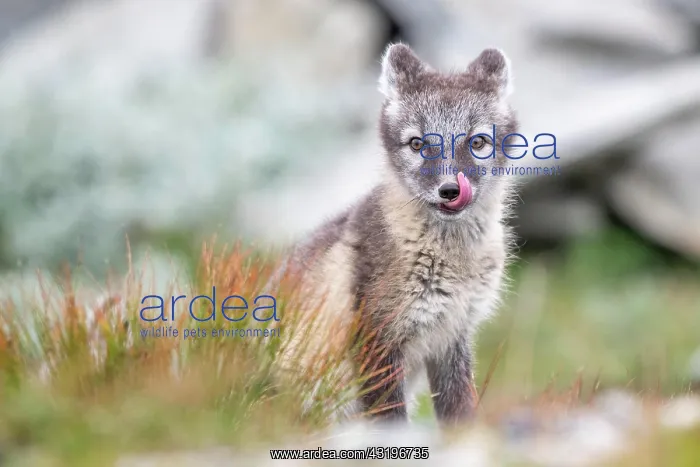 : Young arctic fox (Vulpes lagopus), Dovrefjell-Sunndalsfjella : Young arctic fox (Vulpes lagopus), Dovrefjell-Sunndalsfjella