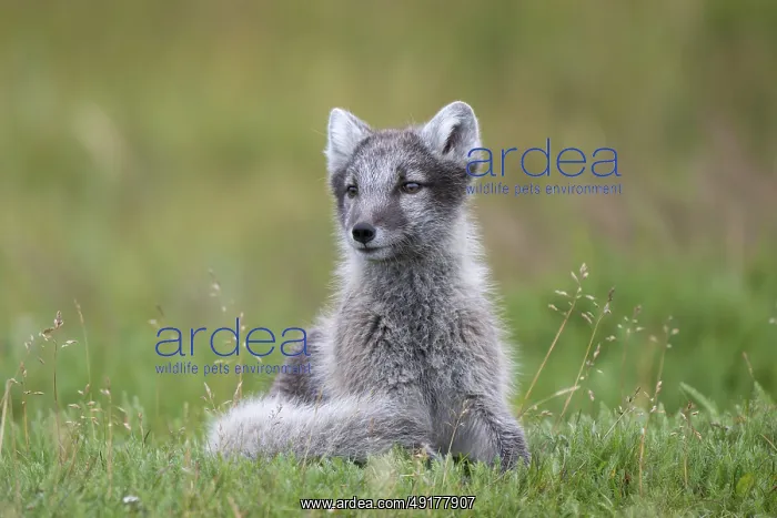 : Young Arctic fox (Vulpes lagopus) : Young Arctic fox (Vulpes lagopus)