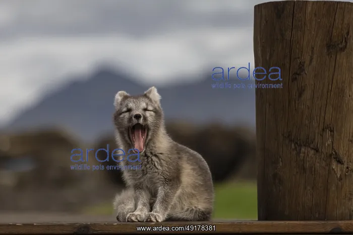 : Young Arctic fox (Vulpes lagopus) sitting in front of a house : Young Arctic fox (Vulpes lagopus) sitting in front of a house