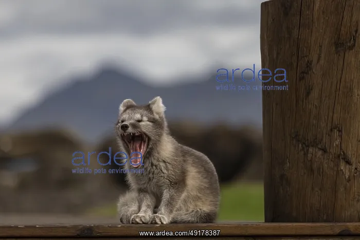  : Young Arctic fox (Vulpes lagopus) sitting in front of a house