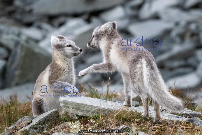 : Two young arctic foxes (Vulpes lagopus) playing : Two young arctic foxes (Vulpes lagopus) playing