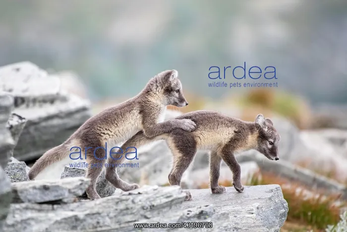 : Young arctic foxes (Vulpes lagopus) playing, Dovrefjell-Sunn : Young arctic foxes (Vulpes lagopus) playing, Dovrefjell-Sunn