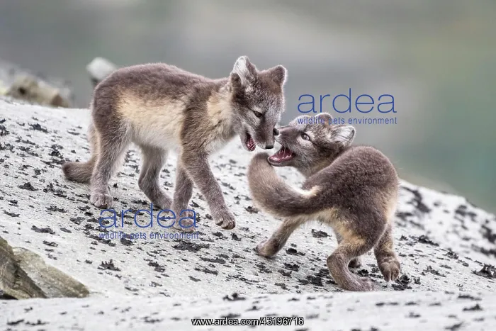 : Young arctic foxes (Vulpes lagopus) playing, Dovrefjell-Sunn : Young arctic foxes (Vulpes lagopus) playing, Dovrefjell-Sunn