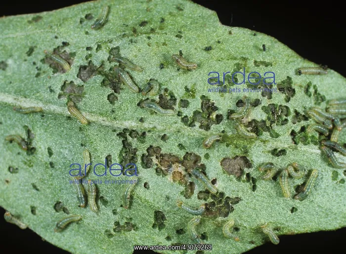 : Young armyworm caterpillars : Young armyworm caterpillars