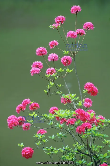  : Young Azalea - shrub growing at lakside
