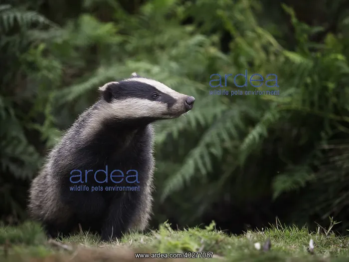: A young Badger cub emerges from his sett in the : A young Badger cub emerges from his sett in the