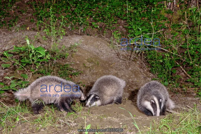 : Young badgers (Meles meles) playing in front of : Young badgers (Meles meles) playing in front of