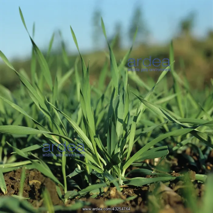 : Young Barley (Hordeum vulgare) : Young Barley (Hordeum vulgare)