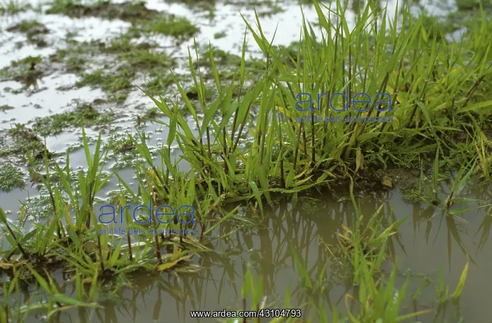 : Young Barley in waterlogged soil : Young Barley in waterlogged soil