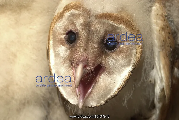 : Young Barn Owl : Young Barn Owl