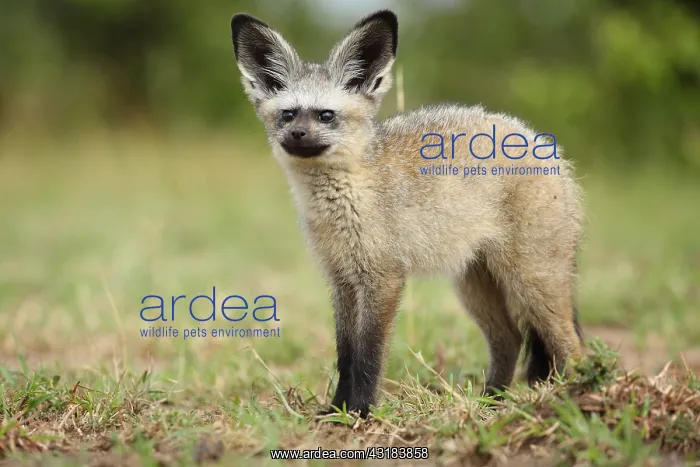 : Young bat eared fox (Otocyon megalotis), Masai Mara : Young bat eared fox (Otocyon megalotis), Masai Mara