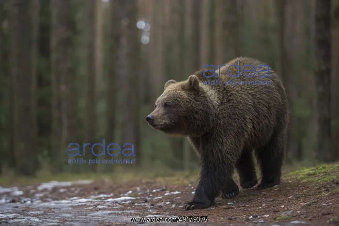 : Young bear... European brown bear (Ursus arctos) cautiously leaving the forest : Young bear... European brown bear (Ursus arctos) cautiously leaving the forest