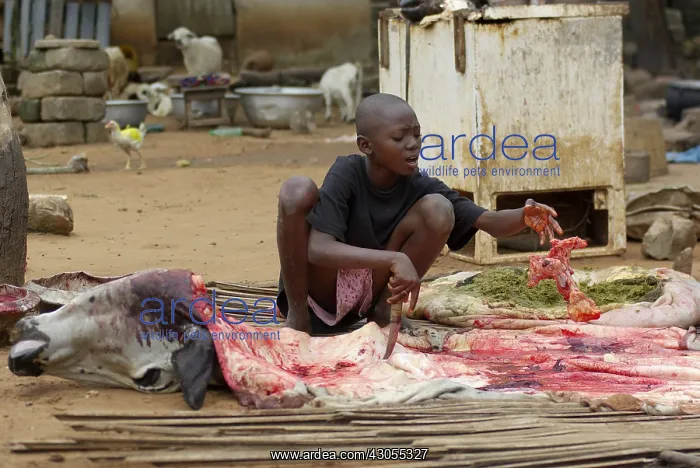 : Young Beninese ending butchering of a cow Benin : Young Beninese ending butchering of a cow Benin