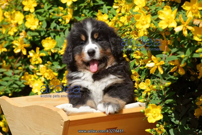: Young Bernese Mountain Dog on wheelbarrow ; Age: : Young Bernese Mountain Dog on wheelbarrow ; Age: