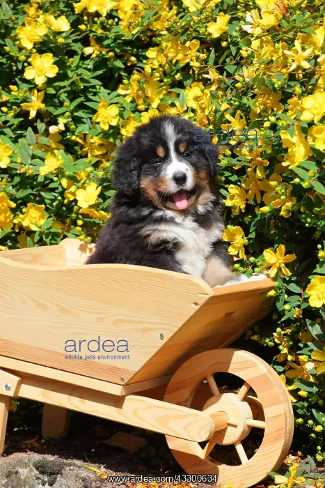 : Young Bernese Mountain Dog on wheelbarrow ; Age: : Young Bernese Mountain Dog on wheelbarrow ; Age: