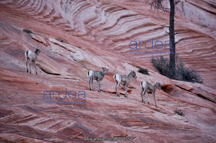 : Young Bighorn Sheep (Ovis canadensis). Zion National : Young Bighorn Sheep (Ovis canadensis). Zion National
