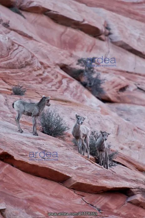 : Young Bighorn Sheep (Ovis canadensis). Zion National : Young Bighorn Sheep (Ovis canadensis). Zion National