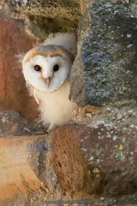 : Young bird of one (Tyto alba) in its nest in a church : Young bird of one (Tyto alba) in its nest in a church