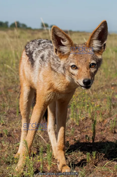 : Young Black-backed jackal (Canis mesomelas ) in : Young Black-backed jackal (Canis mesomelas ) in
