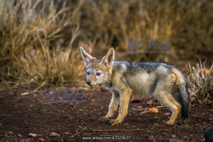 : Young Black-backed jackal (Canis mesomelas) in Kruger : Young Black-backed jackal (Canis mesomelas) in Kruger