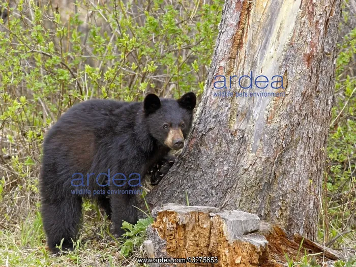 : Young Black Bear standing by spruce tree, looking : Young Black Bear standing by spruce tree, looking