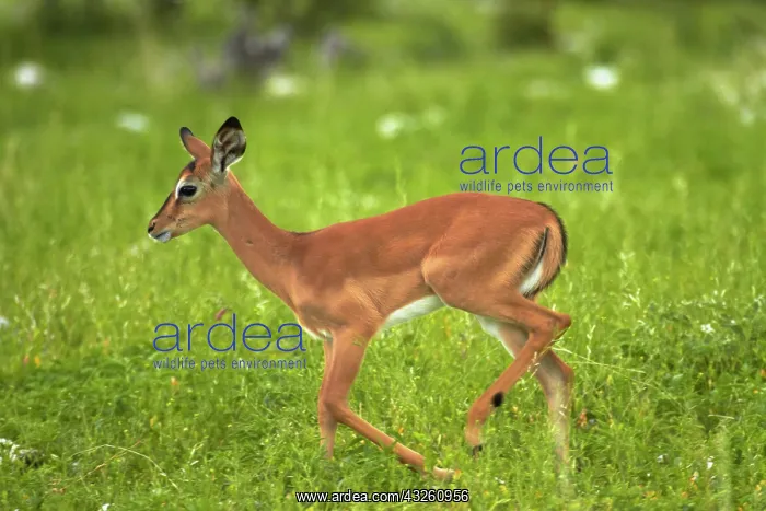 : Young Black-faced impala ( Aepyceros melampus : Young Black-faced impala ( Aepyceros melampus