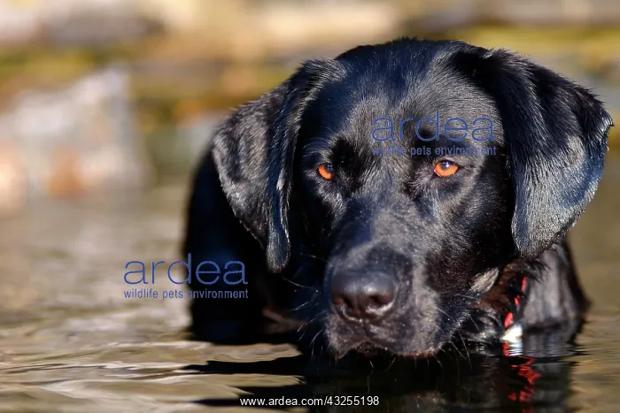 : Young black Labrador dog standing in the water : Young black Labrador dog standing in the water