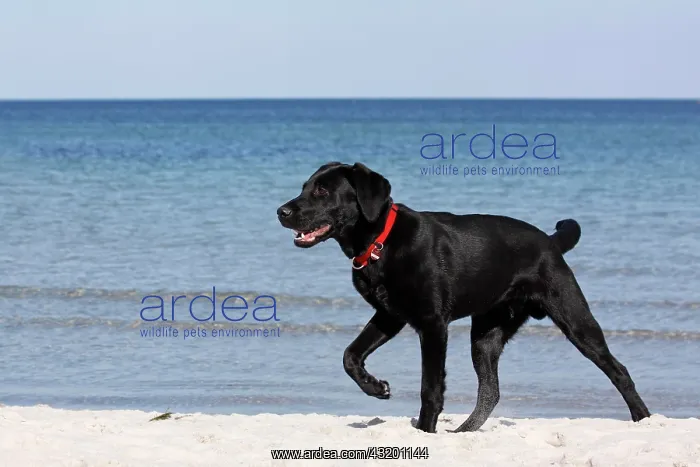 : Young black Labrador Retriever dog running on the : Young black Labrador Retriever dog running on the