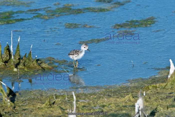 : Young Black-necked stilt : Young Black-necked stilt