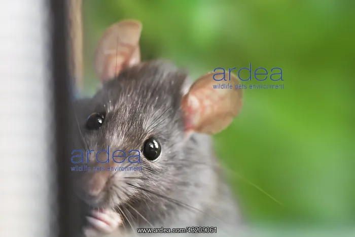 : Young Black Rat (Rattus rattus) curious standing : Young Black Rat (Rattus rattus) curious standing