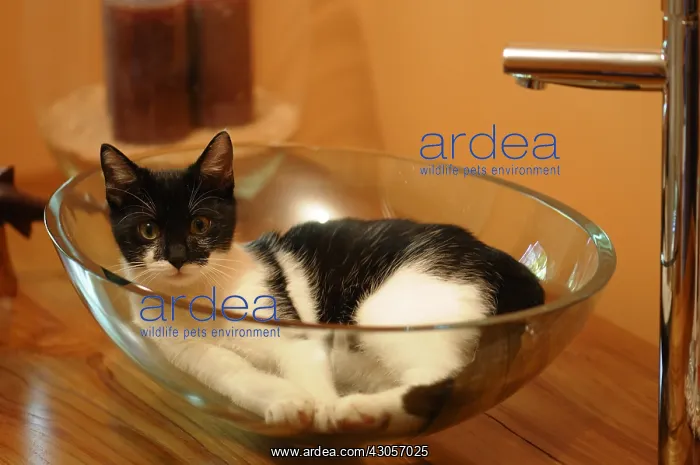 : Young Black and White Cat in a basin bathroom : Young Black and White Cat in a basin bathroom