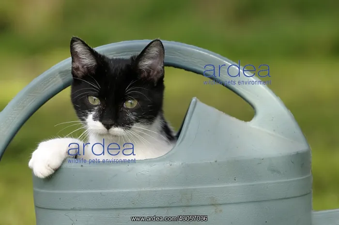 : Young black and white cat playing in a sprinkler France : Young black and white cat playing in a sprinkler France