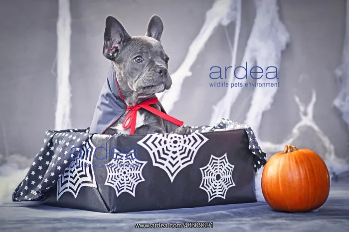 : Young blue French Bulldog dog wearing a vampire : Young blue French Bulldog dog wearing a vampire