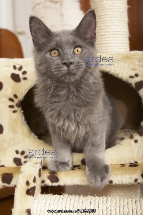 : Young blue Maine Coon in a cat tree : Young blue Maine Coon in a cat tree