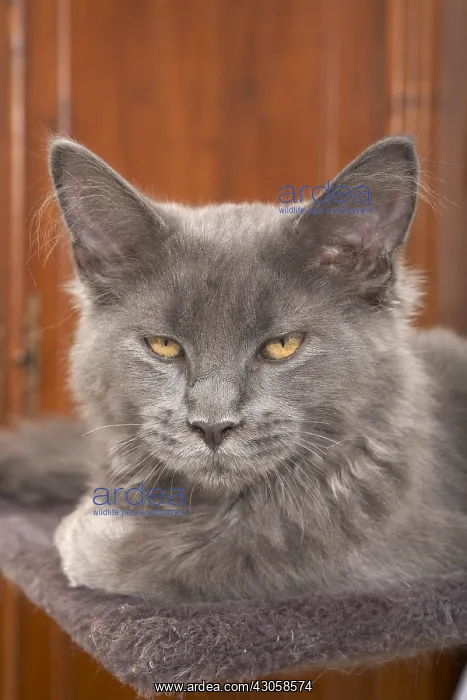 : Young blue Maine Coon lying on a cat tree : Young blue Maine Coon lying on a cat tree