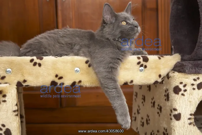 : Young blue Maine Coon lying on a cat tree : Young blue Maine Coon lying on a cat tree