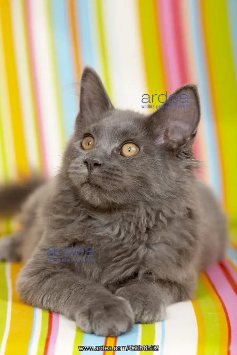 : Young blue Maine Coon lying on a multicoloured armchair : Young blue Maine Coon lying on a multicoloured armchair