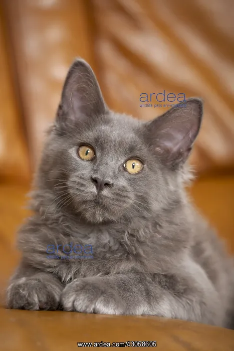 : Young blue Maine Coon lying on a sofa : Young blue Maine Coon lying on a sofa