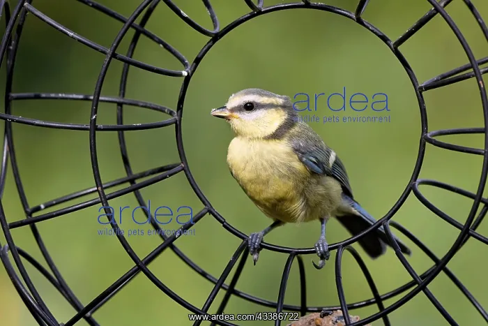 : Young blue tit in the feeding ring : Young blue tit in the feeding ring