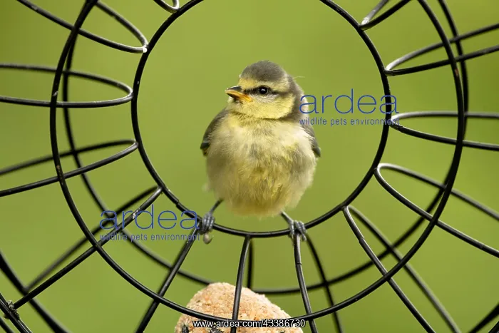 : Young blue tit in the feeding ring : Young blue tit in the feeding ring