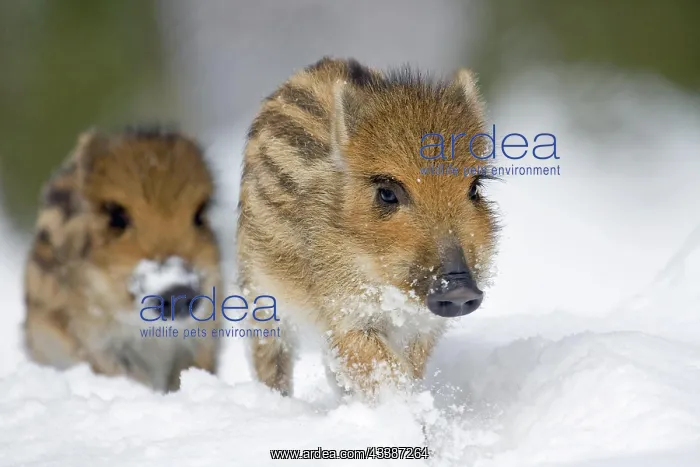  : Young boars (Sus scrofa) running in the snow, captive, G