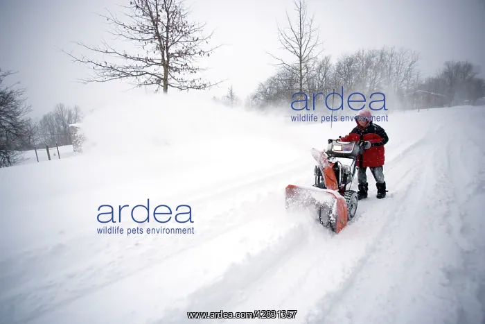 : Young boy digging out from snow storm - using snow : Young boy digging out from snow storm - using snow