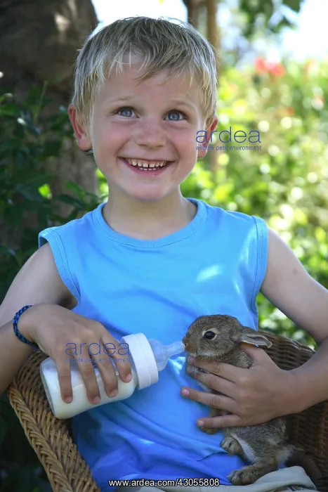 : Young boy giving the bottle a rabbit France : Young boy giving the bottle a rabbit France